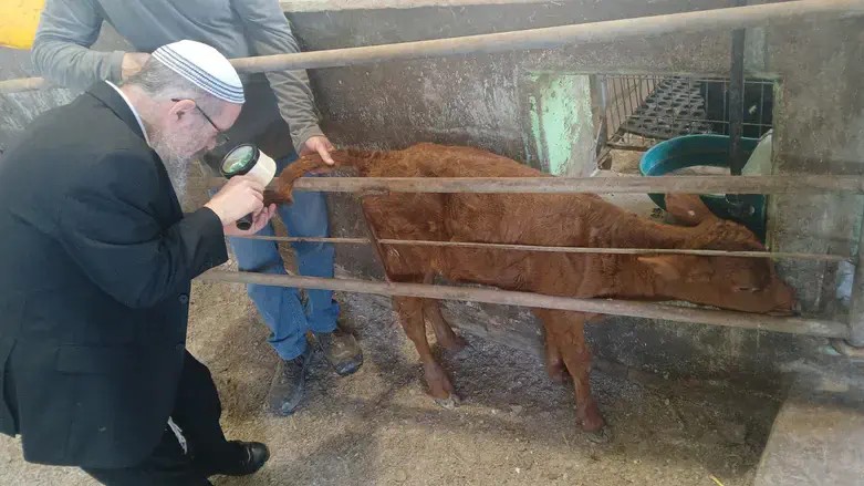 פרה אדומה. צילום: המדרשה לידע המקדש